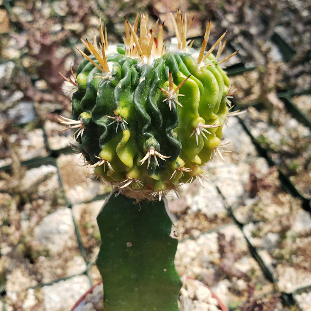 Echinofossulocactus guerraianus variegata crested grafted Large
