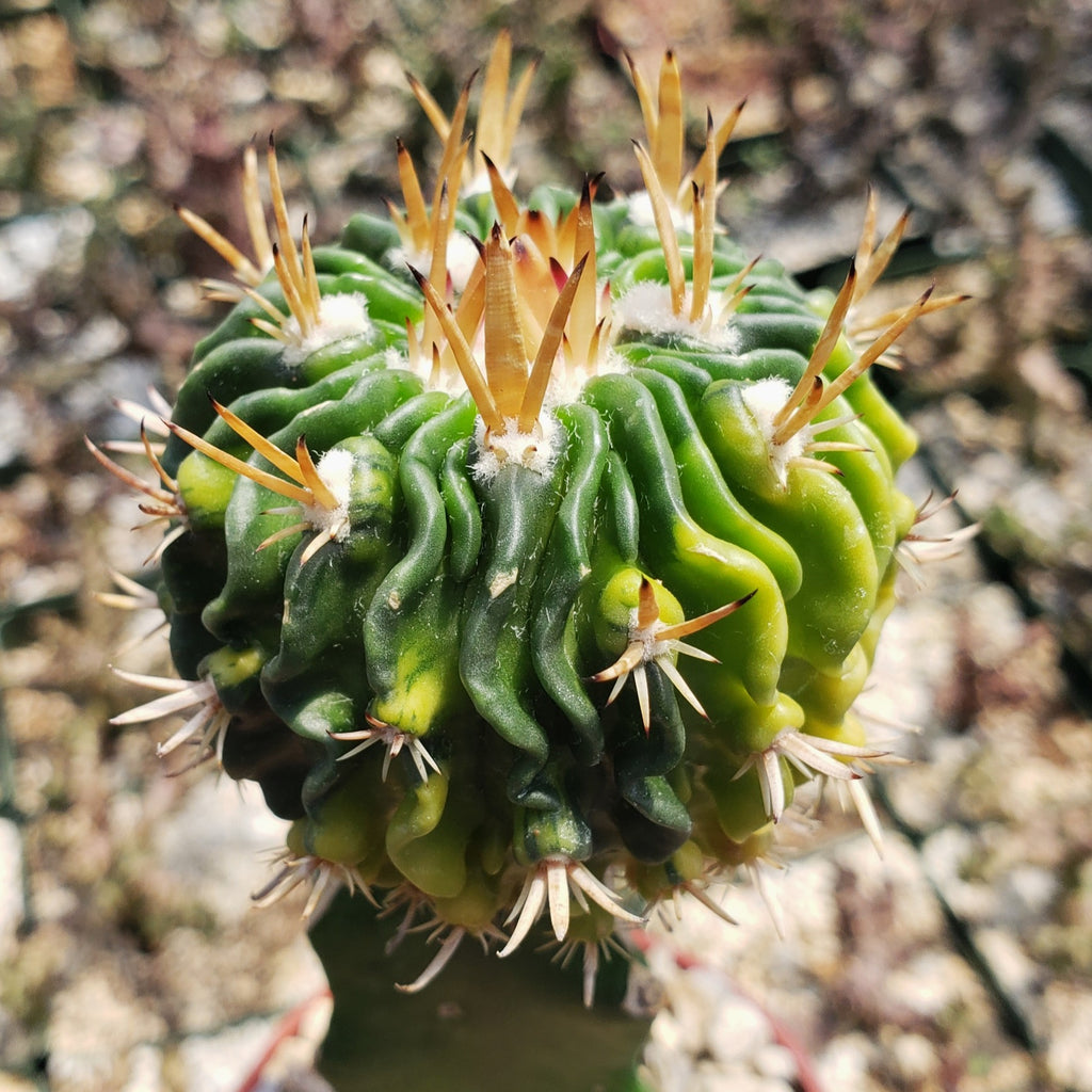 Echinofossulocactus guerraianus variegata crested grafted Large