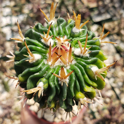 Echinofossulocactus guerraianus variegata crested grafted Large