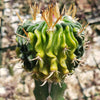 Echinofossulocactus guerraianus variegata crested grafted Large
