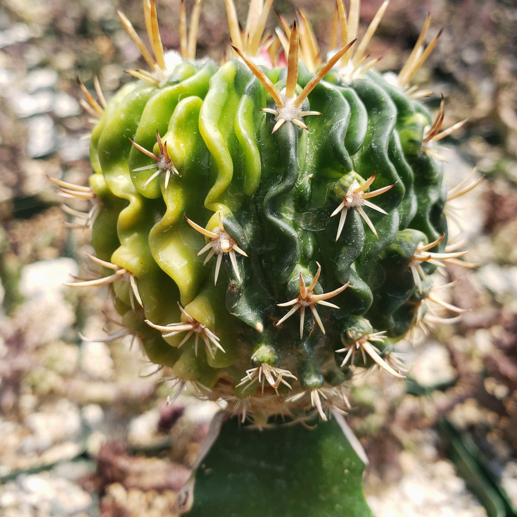 Echinofossulocactus guerraianus variegata crested grafted Large