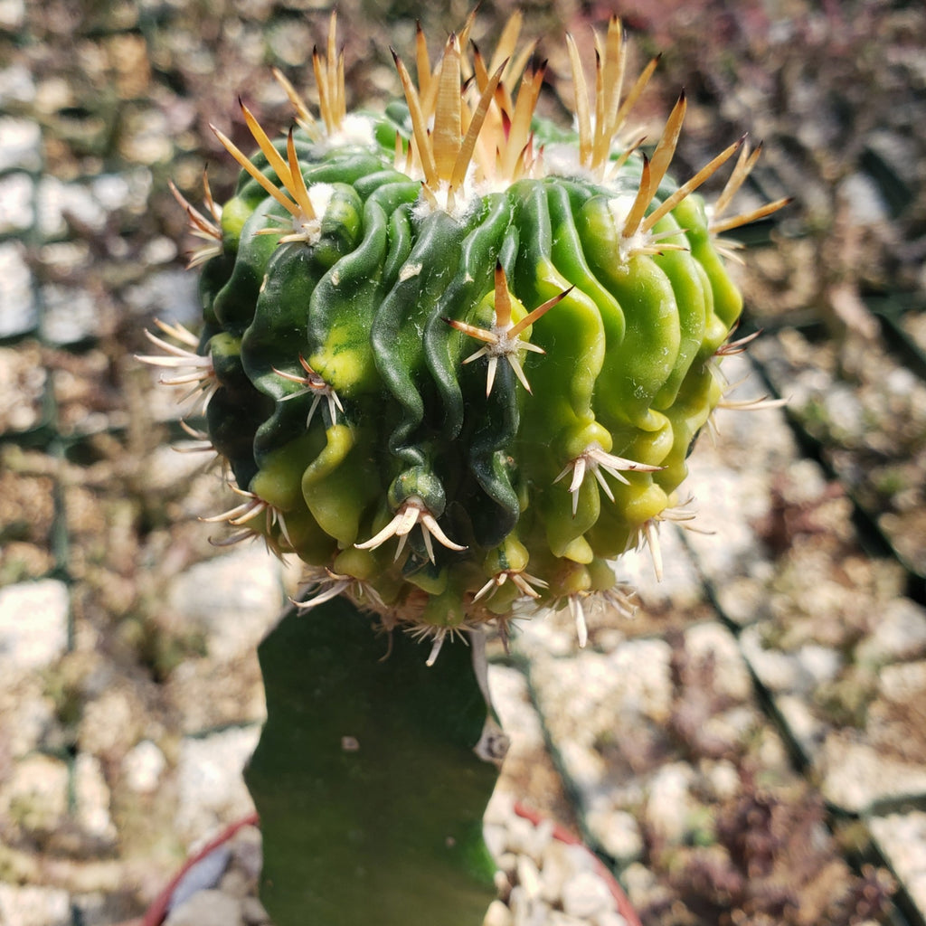 Echinofossulocactus guerraianus variegata crested grafted Large