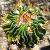 Echinofossulocactus guerraianus variegata crested grafted Large