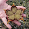 Persian Carpet Flower – Edithcolea grandis