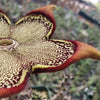 Persian Carpet Flower – Edithcolea grandis