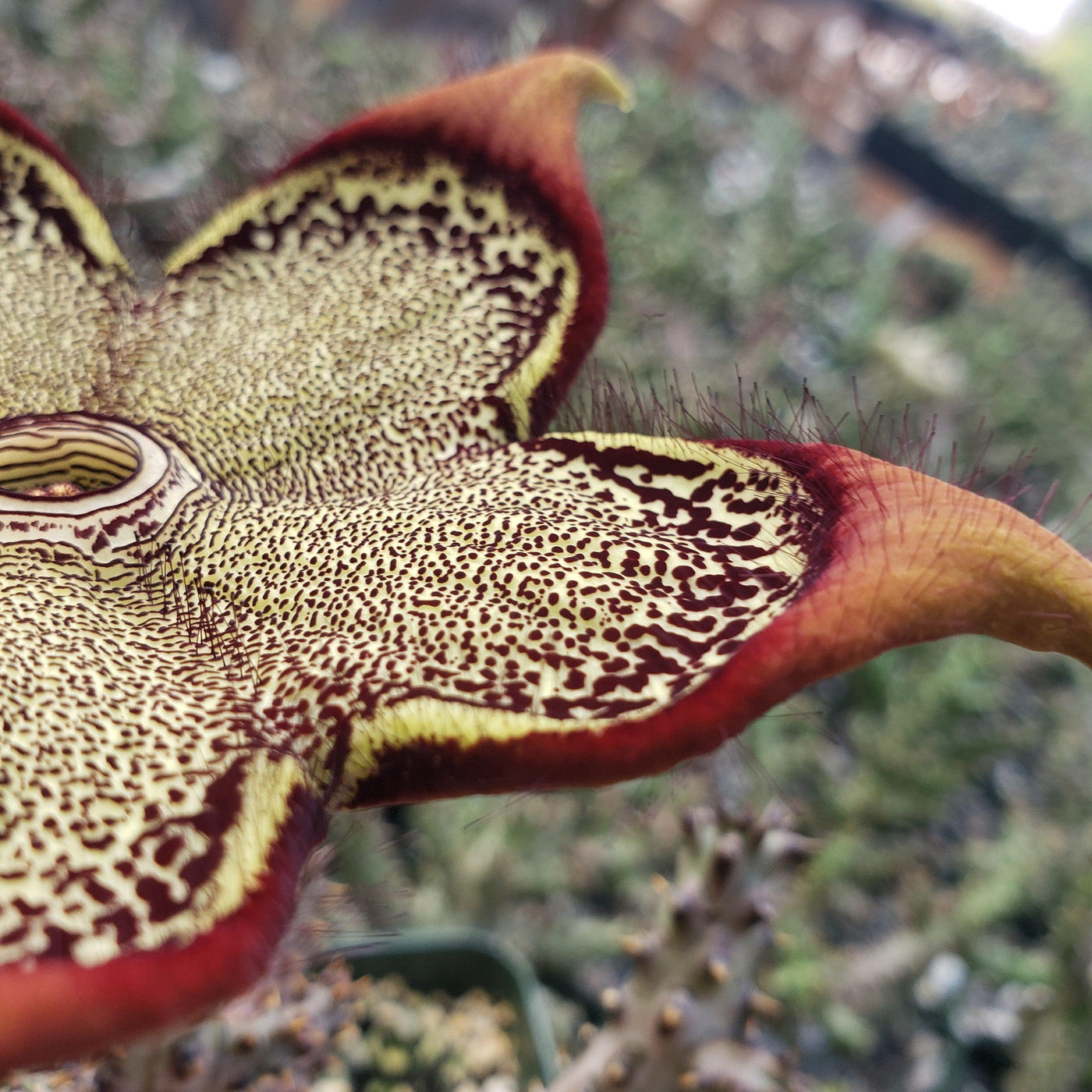 persian carpet succulent Shop 'Persian Carpet Flower – Edithcolea grandis' For Sale