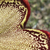 Persian Carpet Flower – Edithcolea grandis