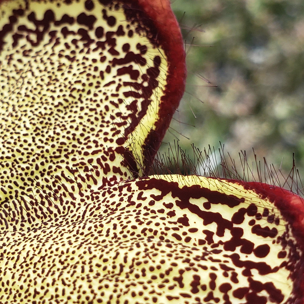 Persian Carpet Flower – Edithcolea grandis