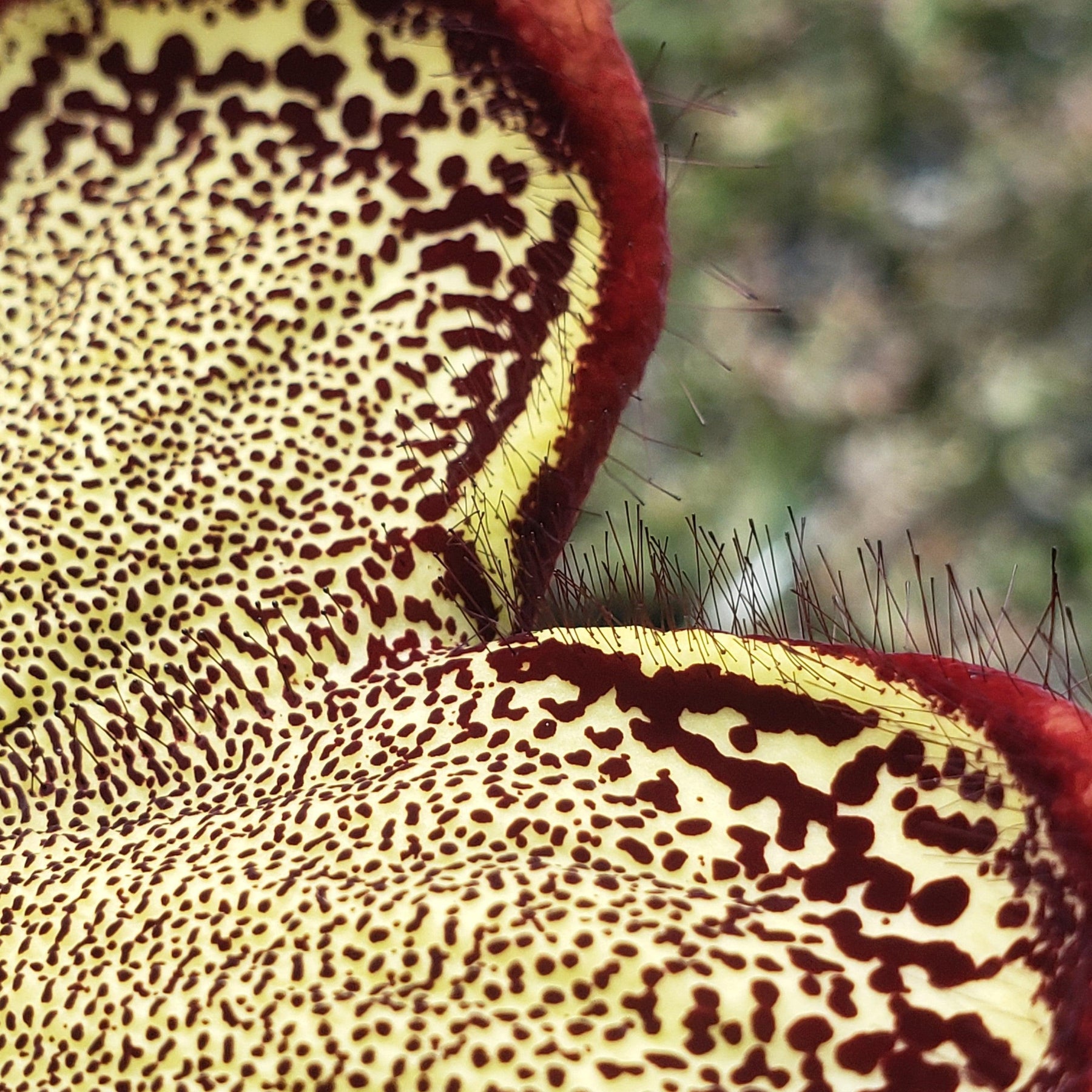 persian carpet flower succulent Shop 'Persian Carpet Flower – Edithcolea grandis' For Sale