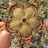 Persian Carpet Flower – Edithcolea grandis