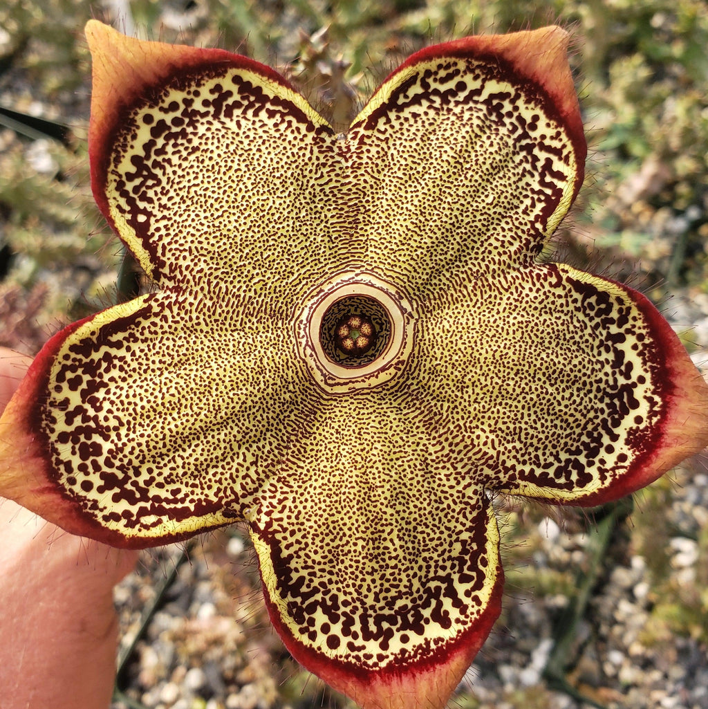 Edith Colea Shop ‘Persian Carpet Flower – Edithcolea grandis’ For Sale | Planet Desert