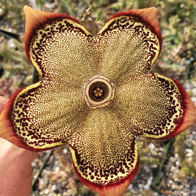 Persian Carpet Flower - Edithcolea grandis