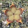 Persian Carpet Flower – Edithcolea grandis