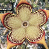 Persian Carpet Flower – Edithcolea grandis