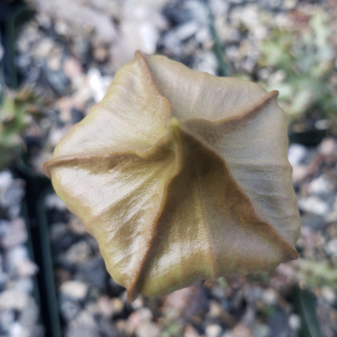 persian carpet flower succulent Shop 'Persian Carpet Flower – Edithcolea grandis' For Sale