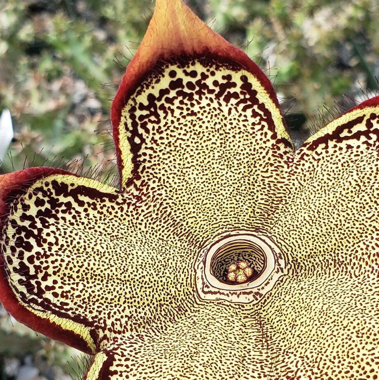 Persian Carpet Flower - Edithcolea grandis