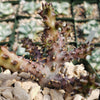 Persian Carpet Flower – Edithcolea grandis