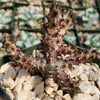 Persian Carpet Flower – Edithcolea grandis