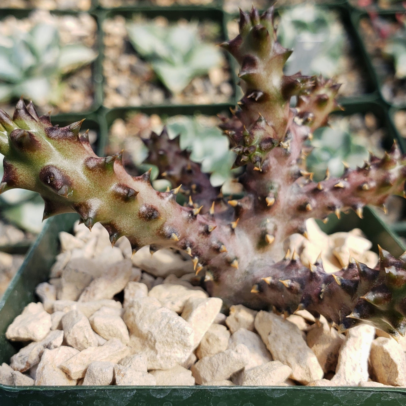 persian carpet succulent Shop 'Persian Carpet Flower – Edithcolea grandis' For Sale
