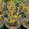 Euphorbia Aeruginosa