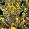 Euphorbia Aeruginosa