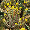 Euphorbia Aeruginosa