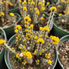 Euphorbia Aeruginosa