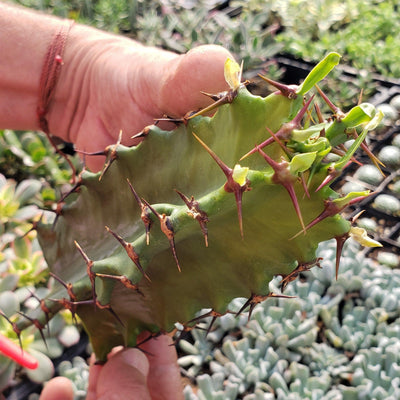 Euphorbia Ingens 'Chocolate Drop' cutting