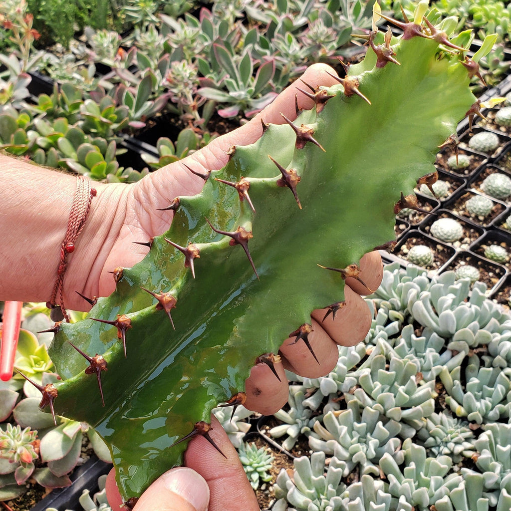 Euphorbia Ingens &