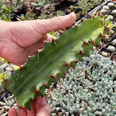 Euphorbia Ingens 'Chocolate Drop' cutting