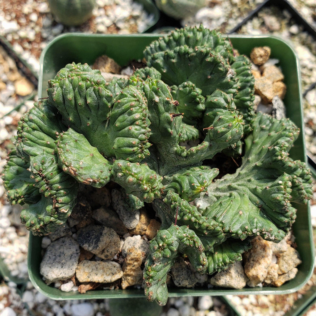 Euphorbia enopla cristata