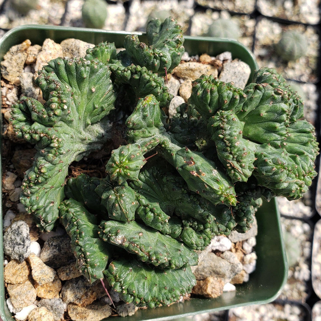 Euphorbia enopla cristata