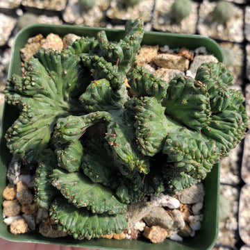 ornamental succulent plants Euphorbia enopla cristata