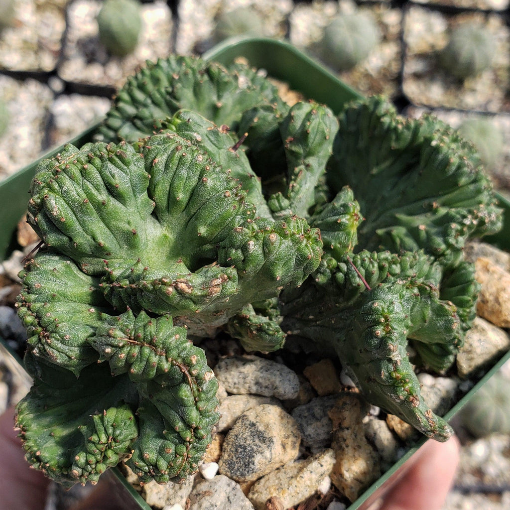 Euphorbia enopla cristata