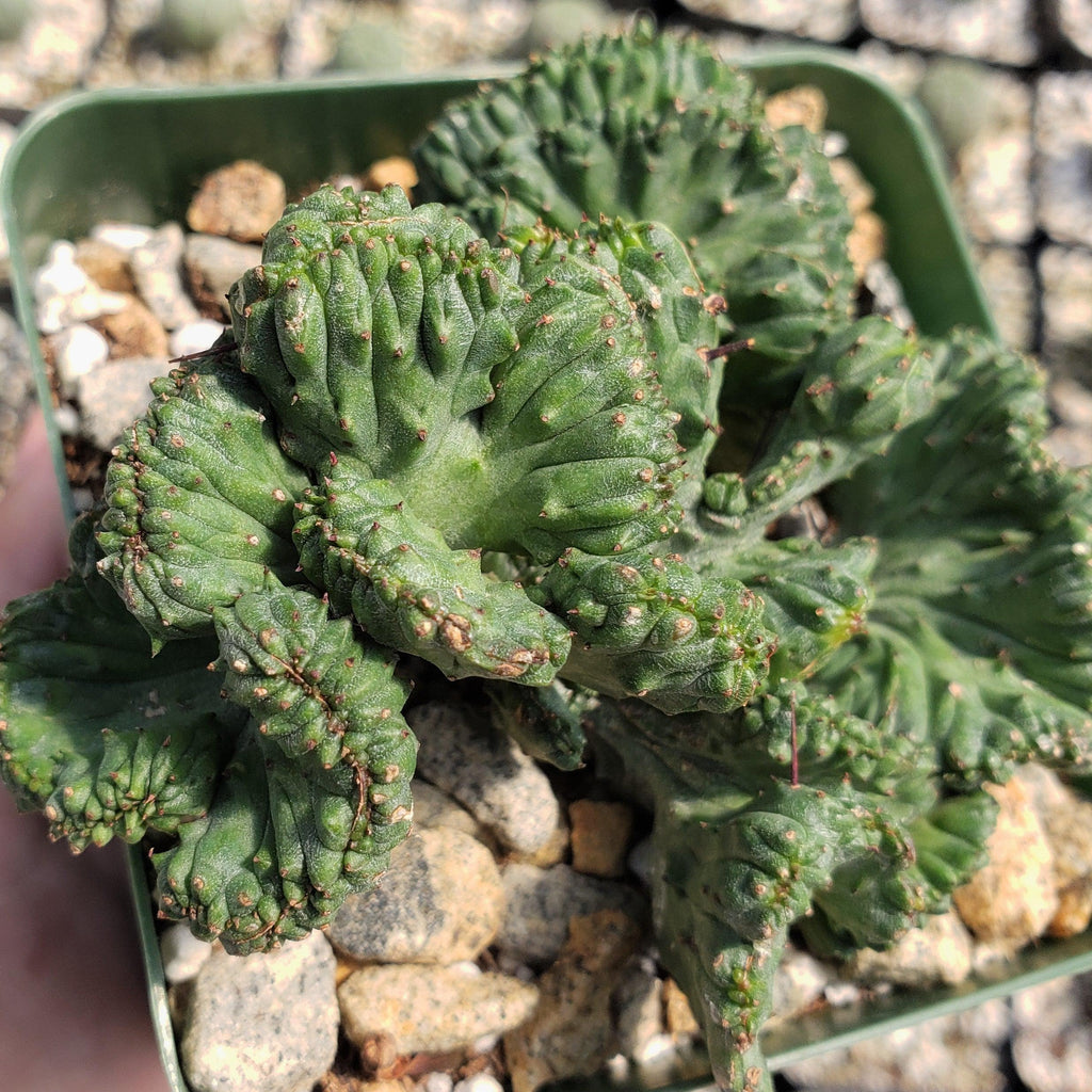 Euphorbia enopla cristata