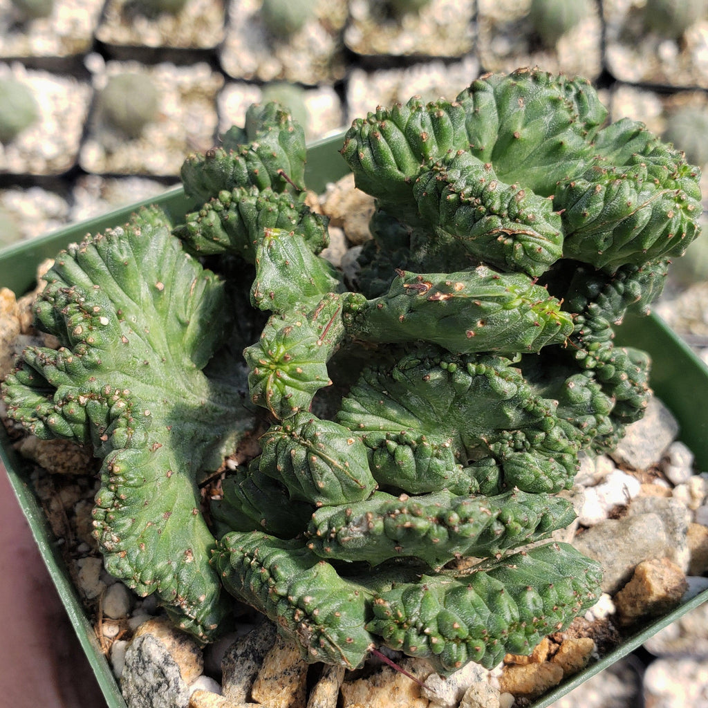 Euphorbia enopla cristata