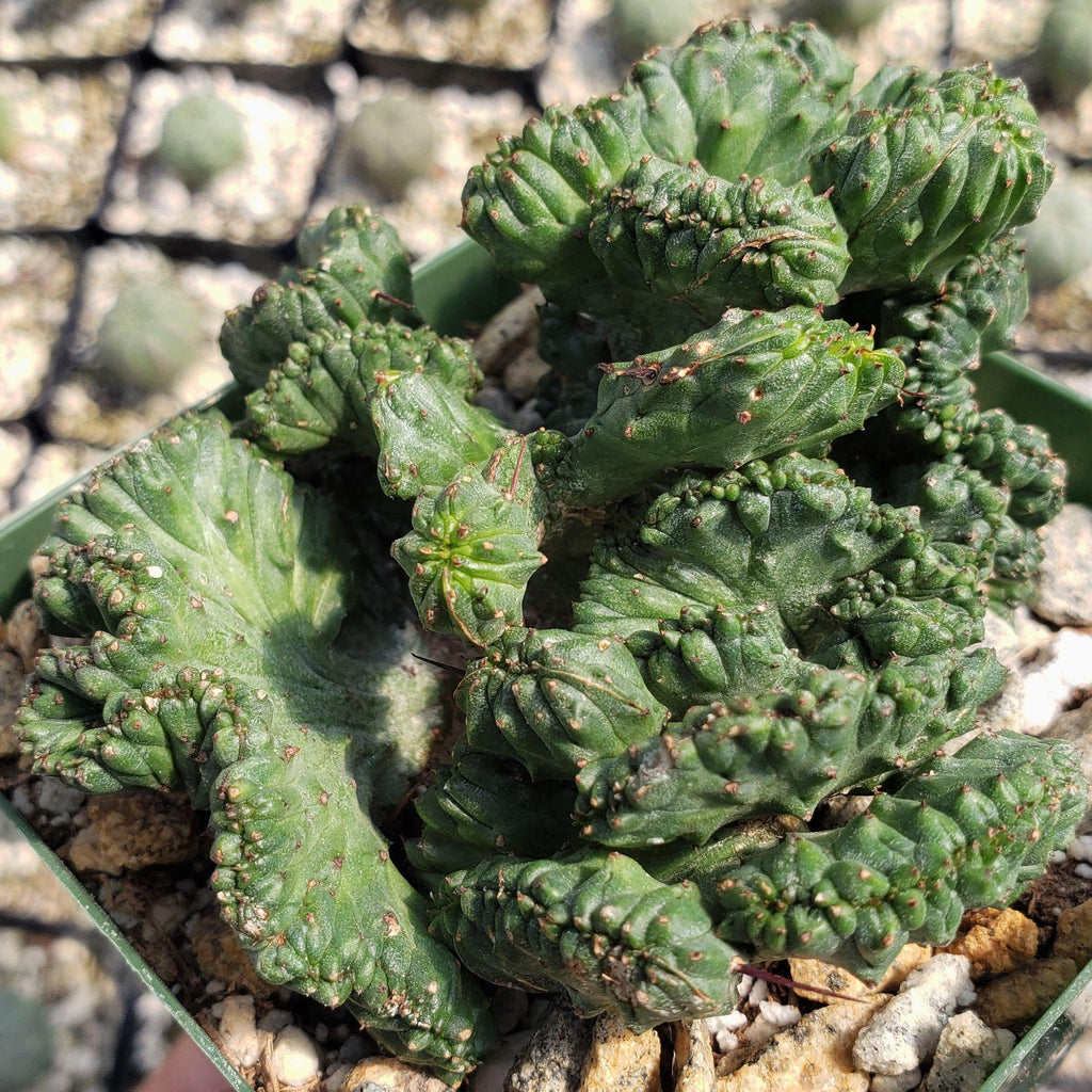 Euphorbia enopla cristata