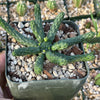 Euphorbia esculenta inhermis