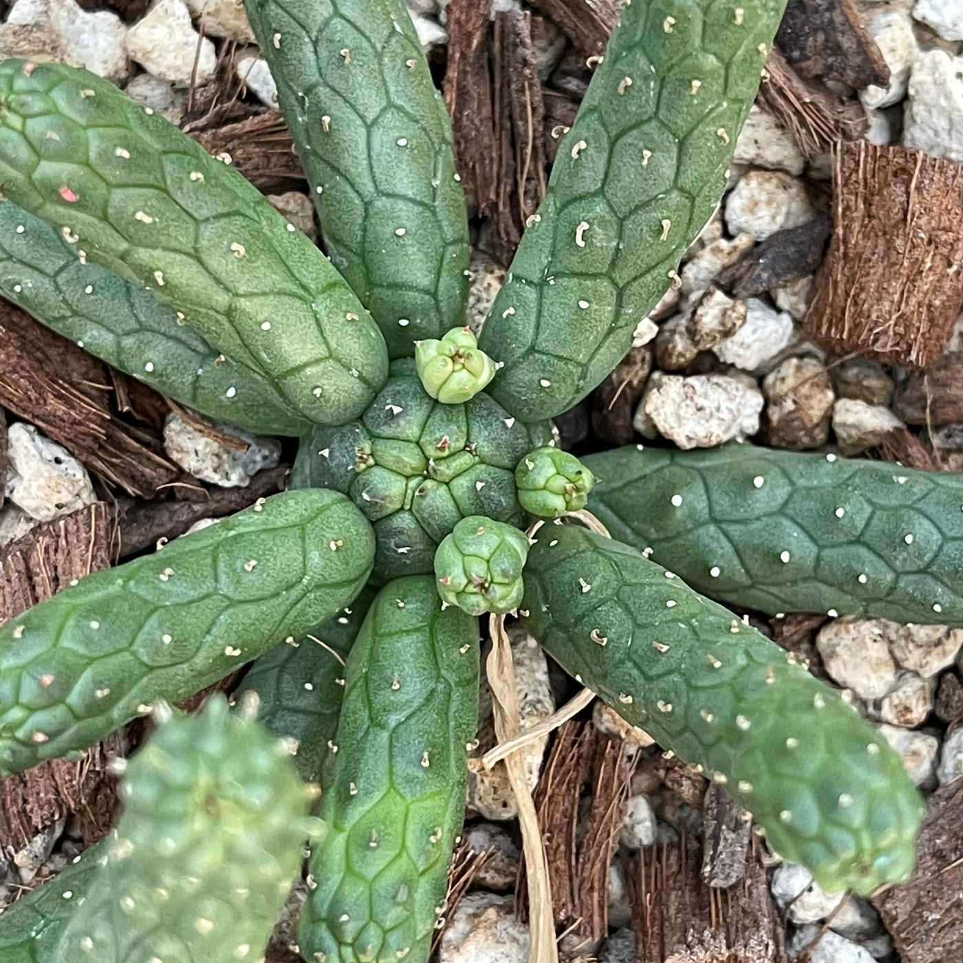 Euphorbia esculenta inhermis