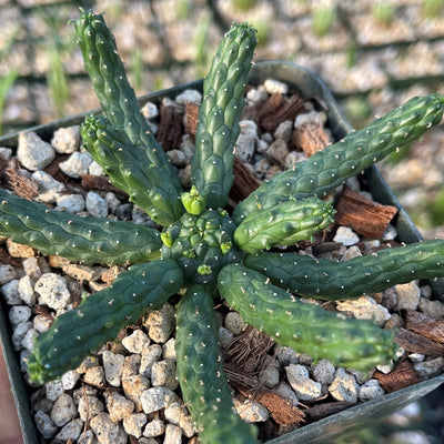 Euphorbia esculenta inhermis