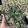 Euphorbia esculenta inhermis