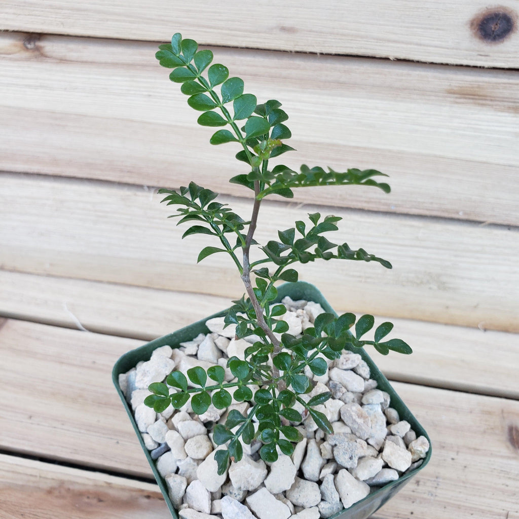 Operculicarya pachypus