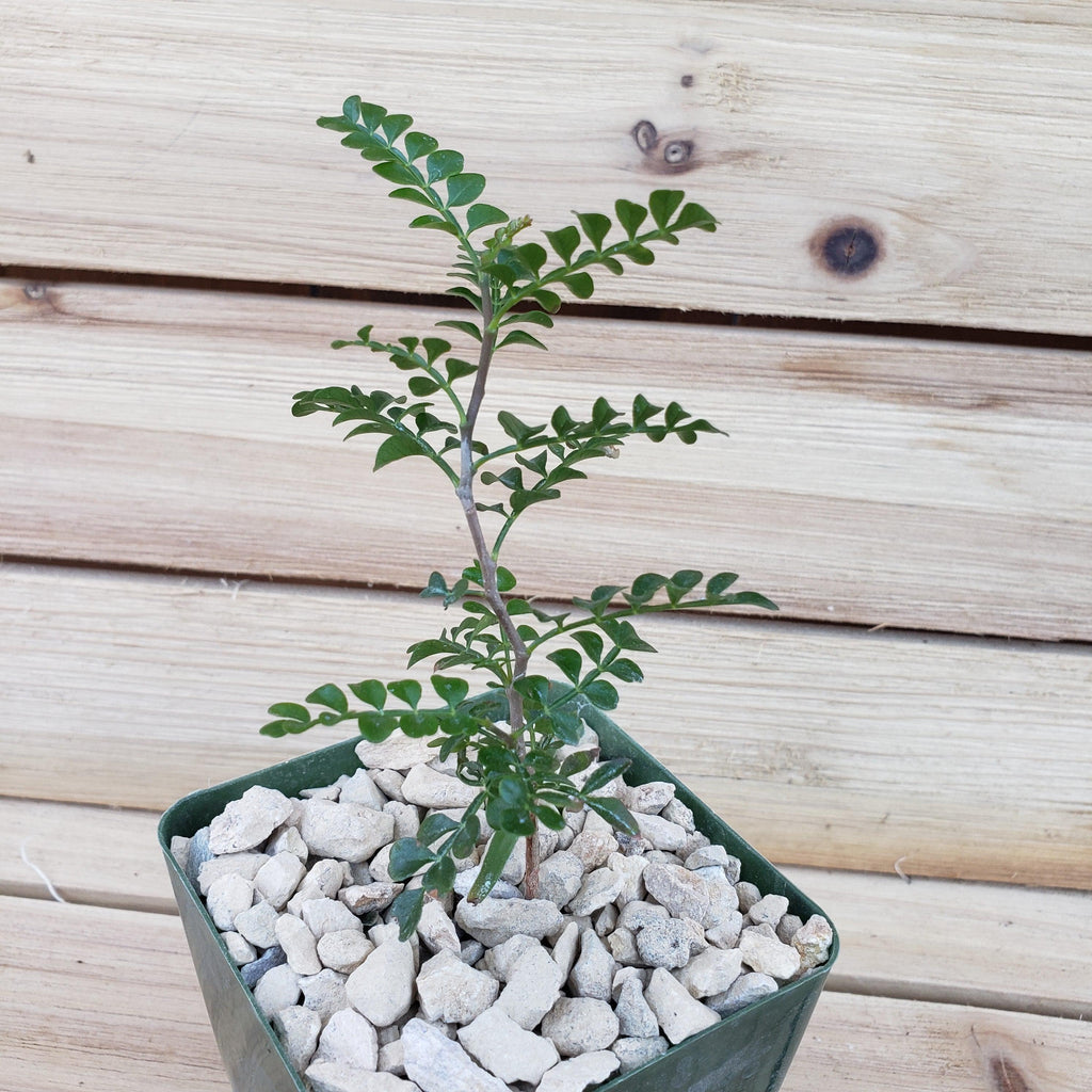 Operculicarya pachypus