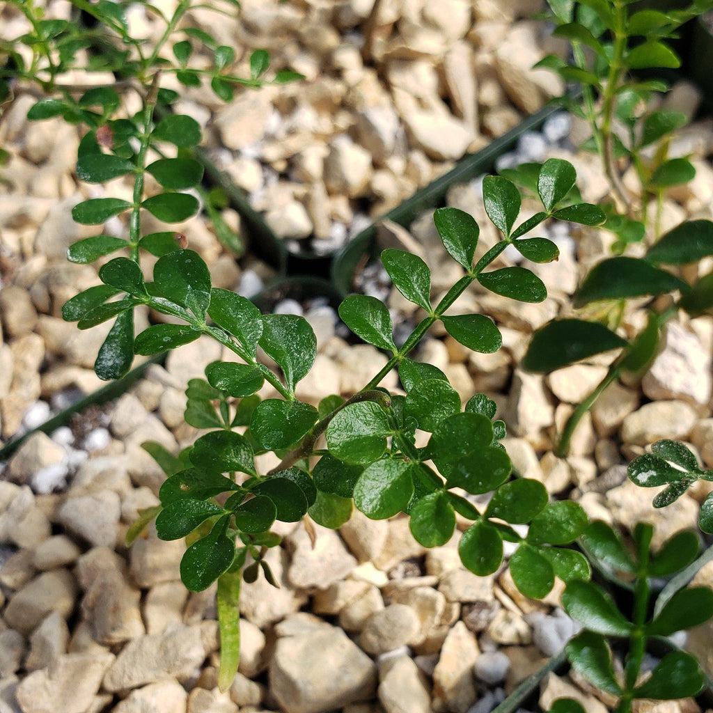 Operculicarya pachypus