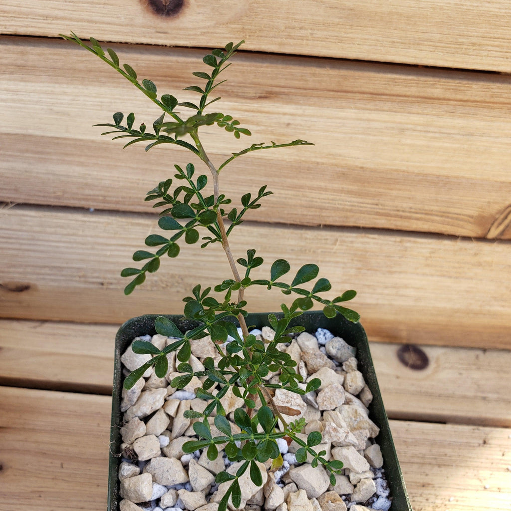 Operculicarya pachypus