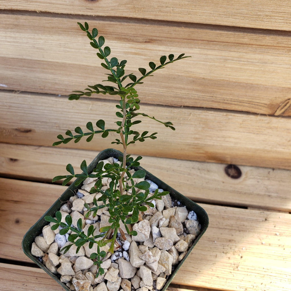 Operculicarya pachypus