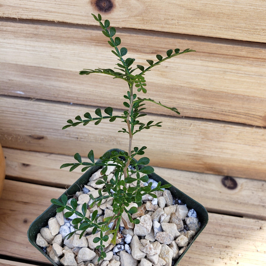 Operculicarya pachypus