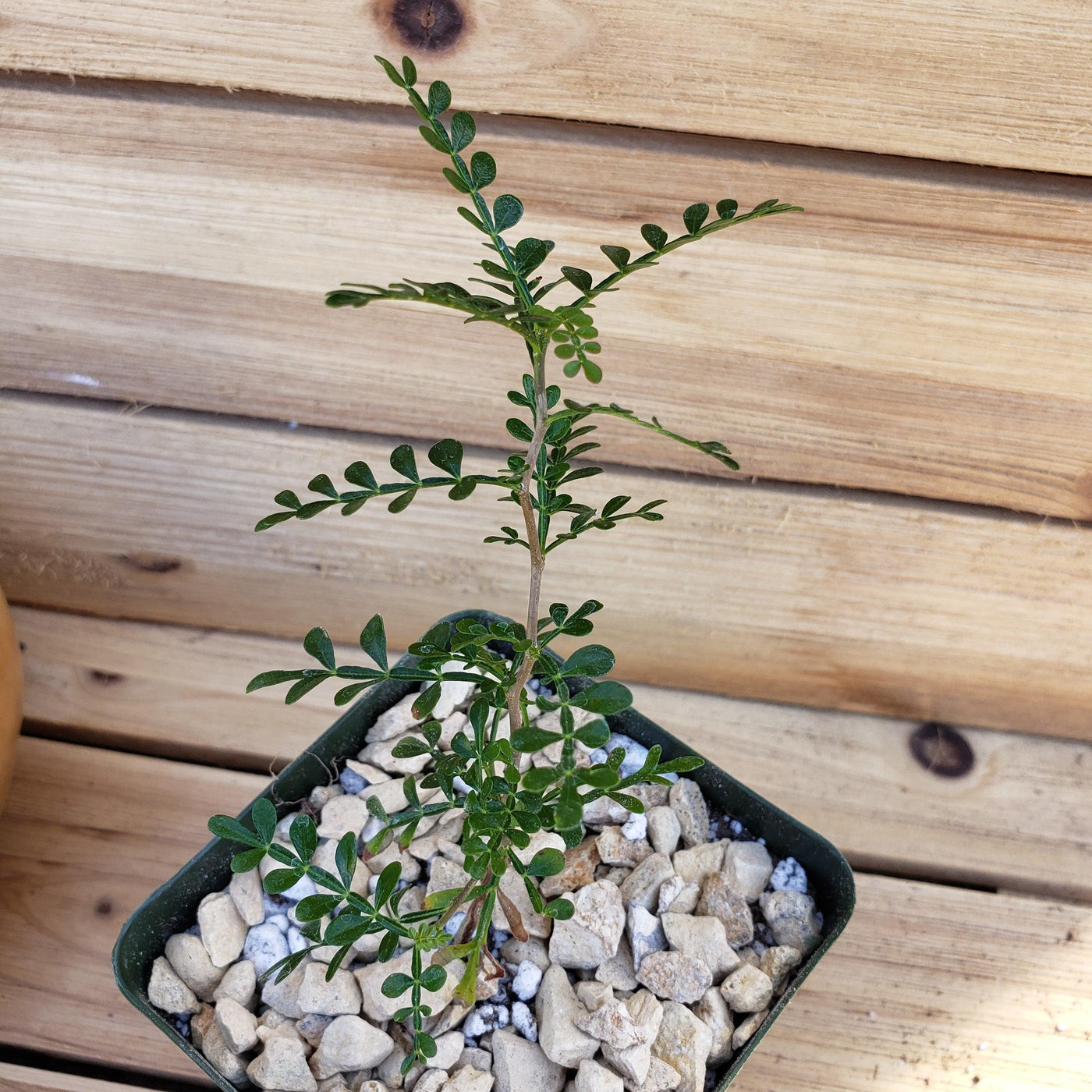 Kalanchoe Pink Butterflies | Rara Succulenta Variegata - Foto 6