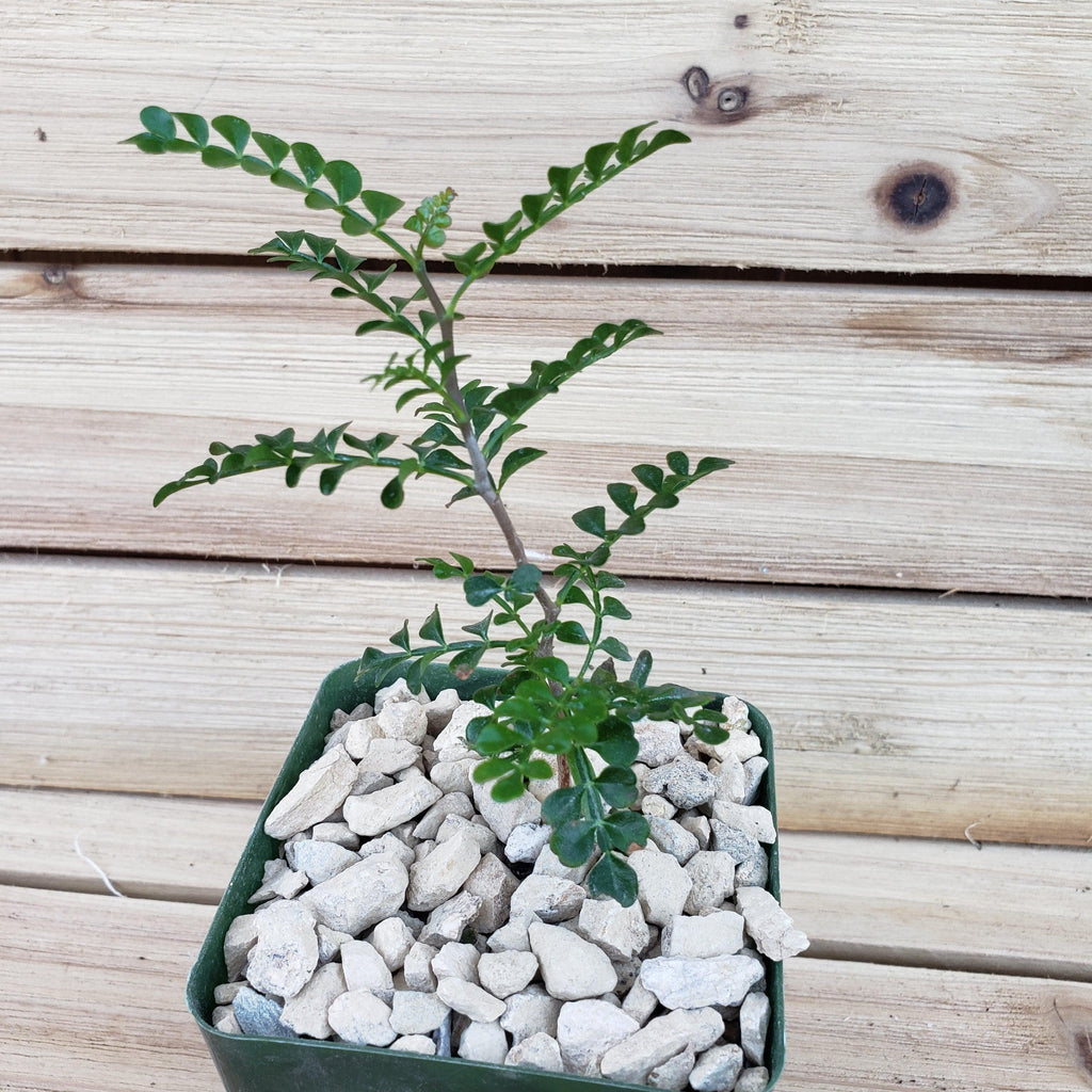 Operculicarya pachypus