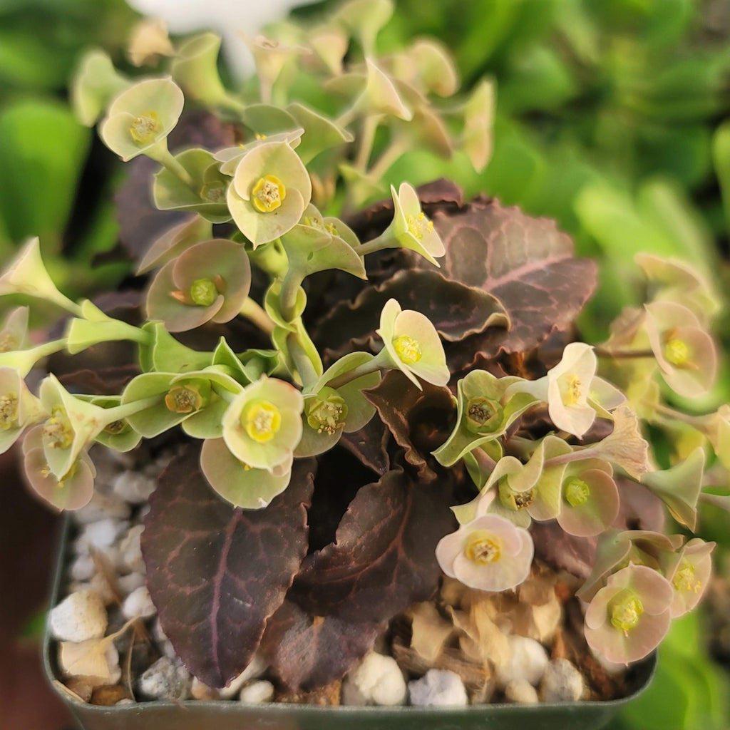 Euphorbia francoisii